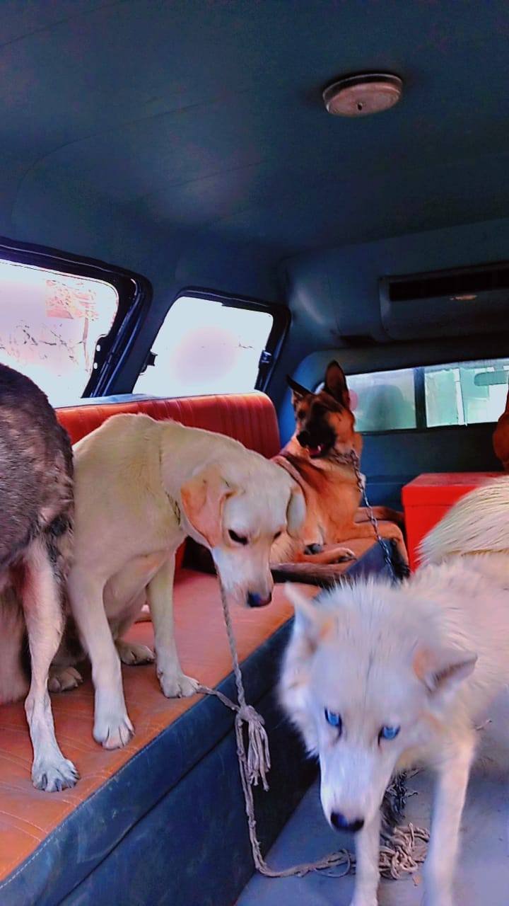 *MASS ANTI-RABIES VACCINATION CAMPAIGN LAUNCHED IN SKARDU*  Skardu: The Livestock Department Skardu, in collaboration with the District Administration, has initiated a mass anti-rabies vaccination campaign today.